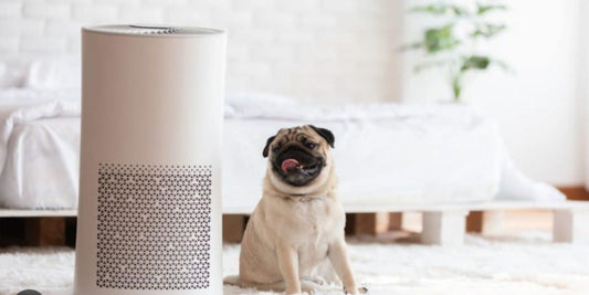 What Are the Key Features to Look for in an Air Purifier?